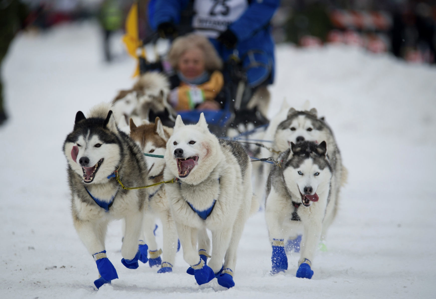 Dogsledding